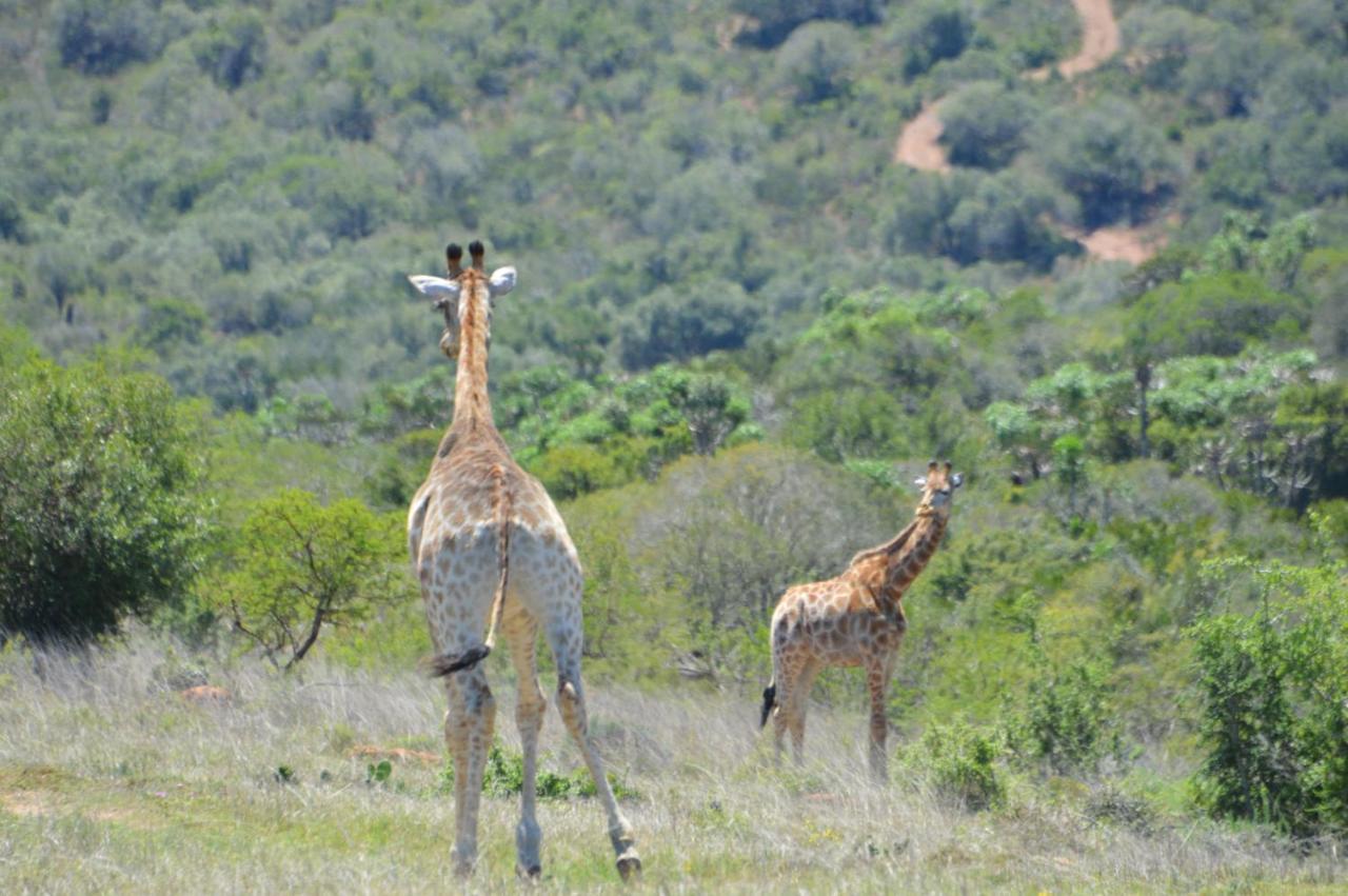 African Safari Lodge Grahamstown Eksteriør billede