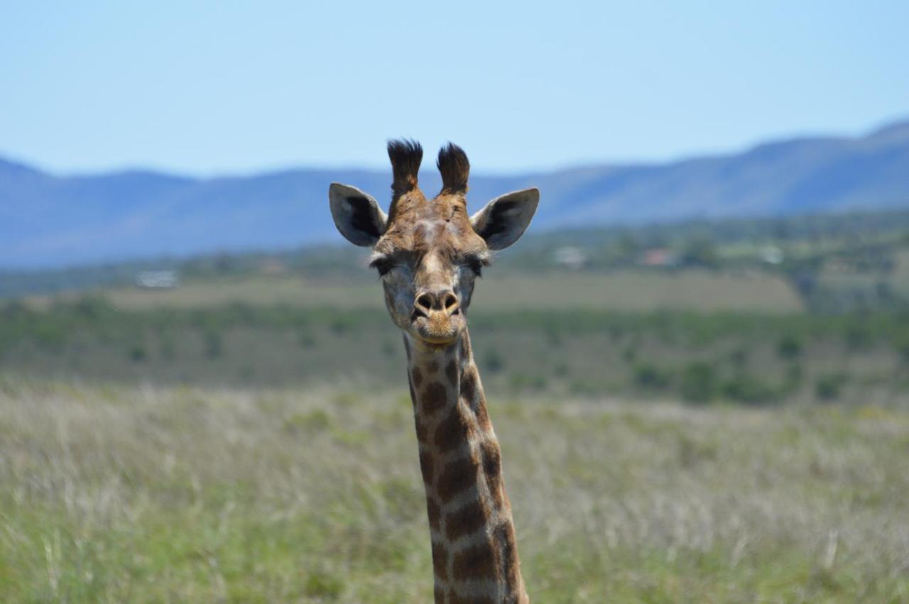 African Safari Lodge Grahamstown Eksteriør billede