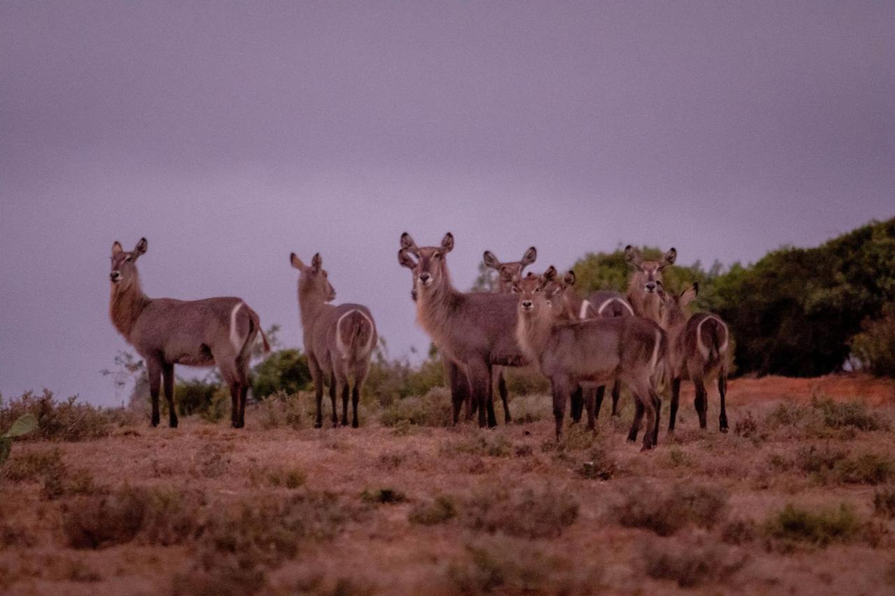 African Safari Lodge Grahamstown Eksteriør billede