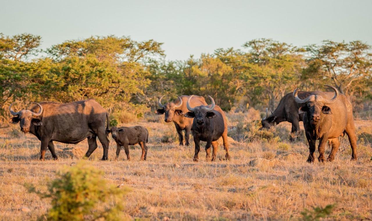 African Safari Lodge Grahamstown Eksteriør billede